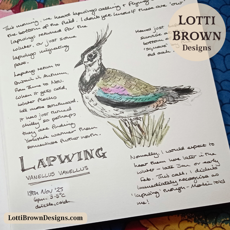 Nature journal illustration of a lapwing, showing its head plume and iridescent plumage
