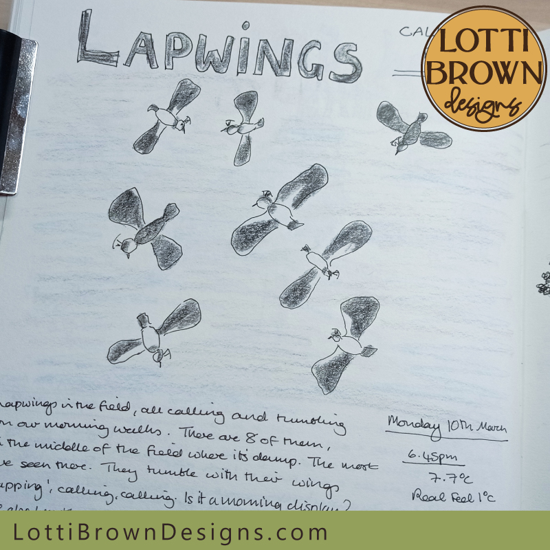 Lapwings nature journal page