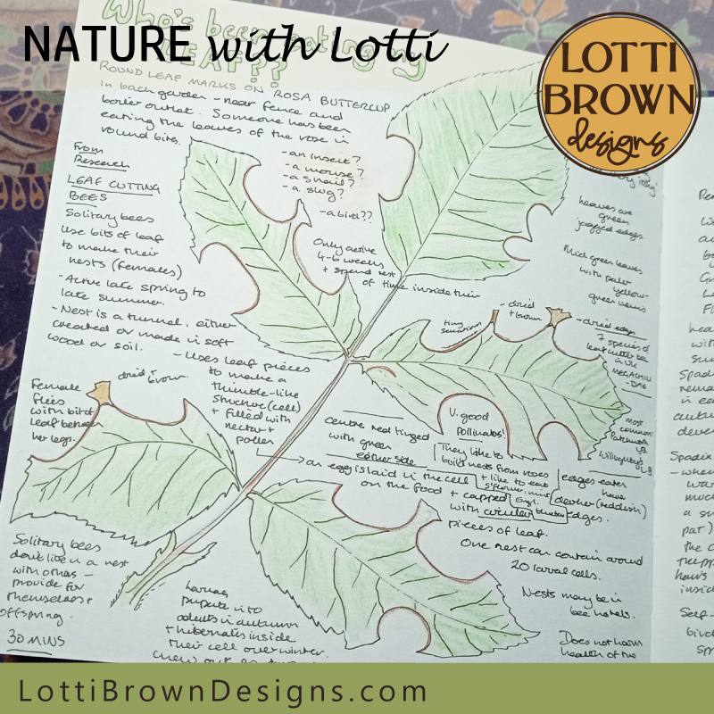 Who ate my leaf? Nature journal page
