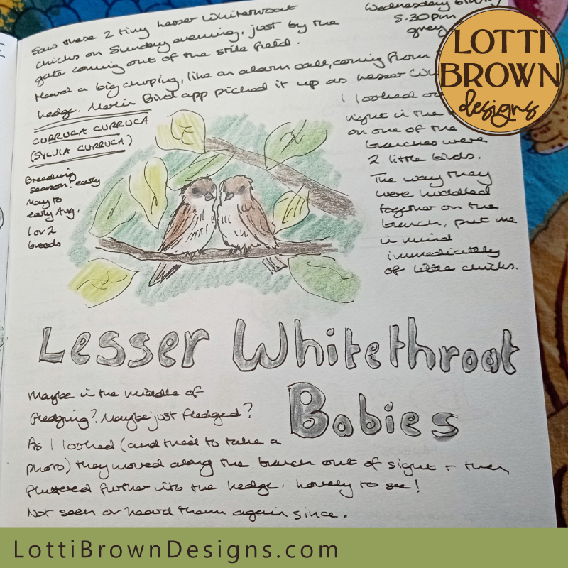 Lesser whitethroat fledglings nature journal page