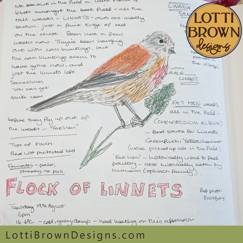Linnets nature journal page