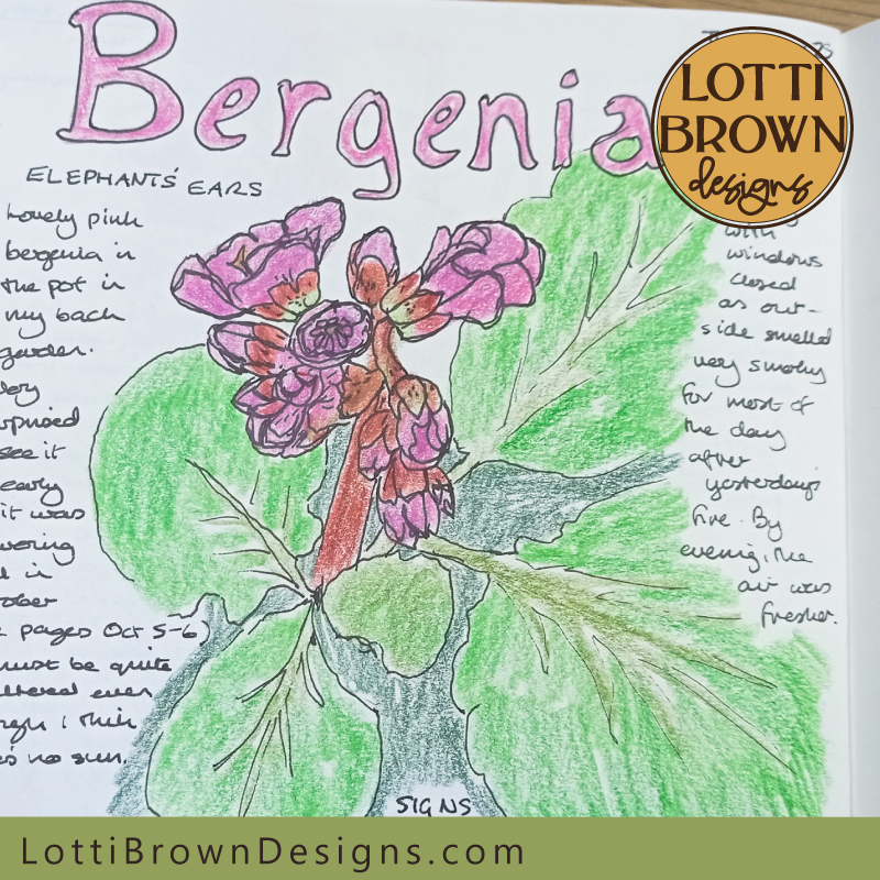 March Bergenia nature journal page
