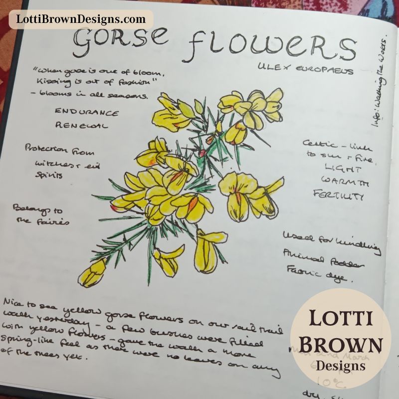 March gorse flowers in my nature journal