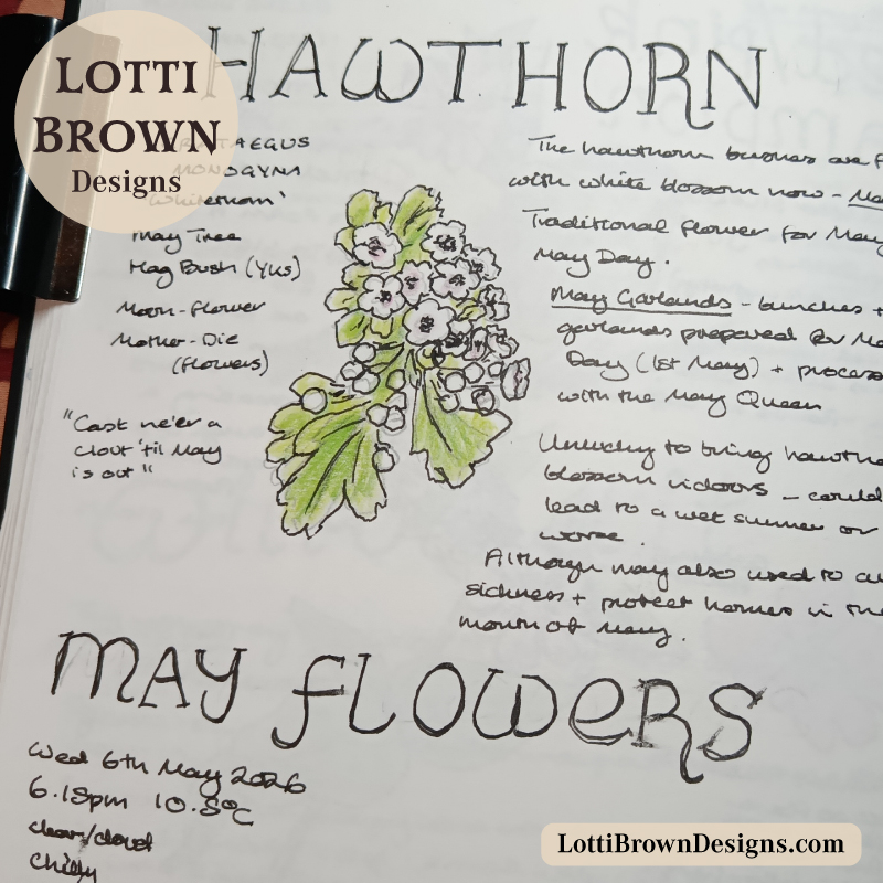 Hawthorn May blossom in my nature journal