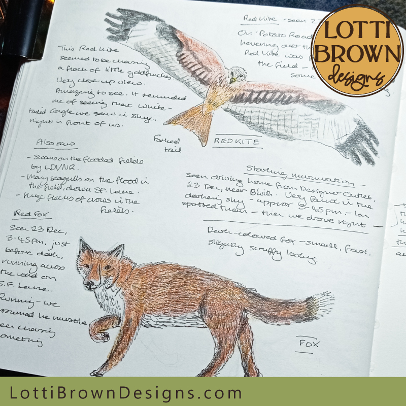 Midwinter wildlife Red Kite and Fox