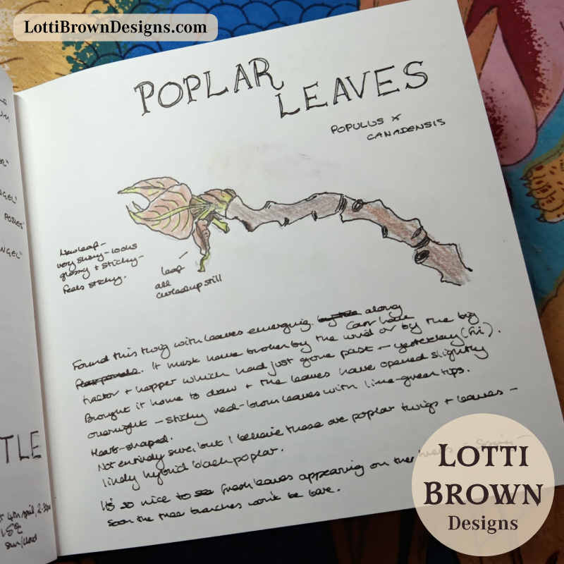 New poplar leaves emerging - drawn in my nature journal