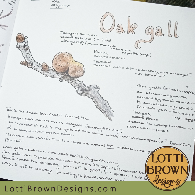 Oak Gall nature journal page
