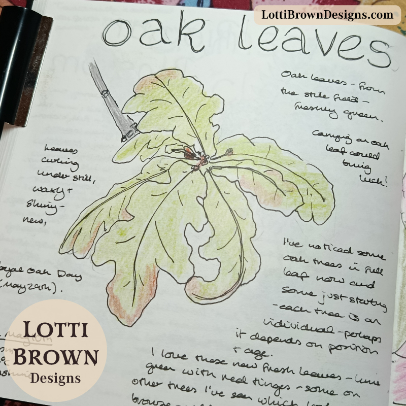 Oak leaves sketch in my journal 