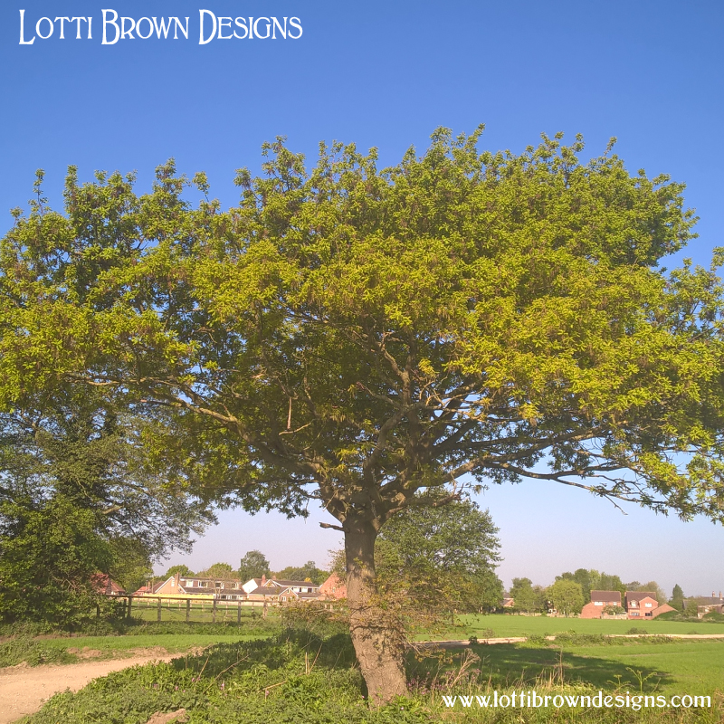 Oak tree photo 10