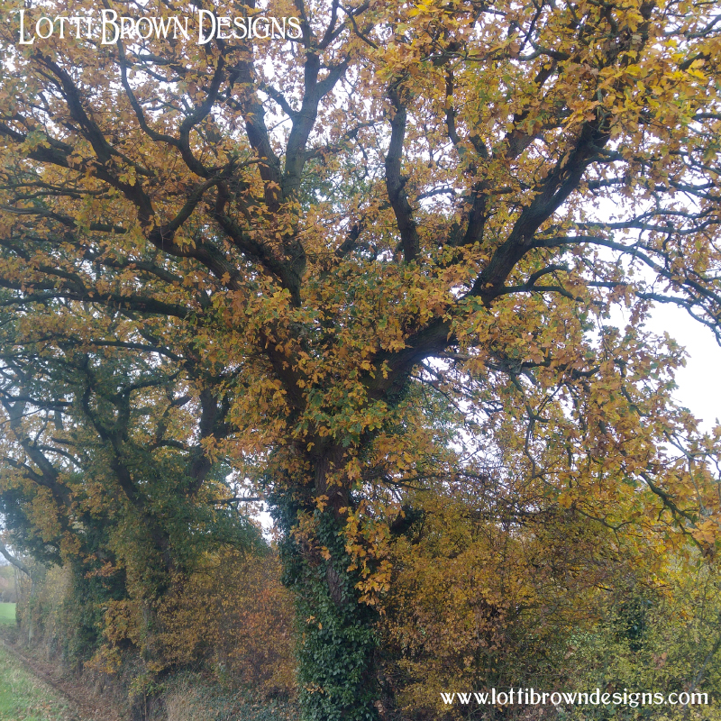 Oak tree photo 20