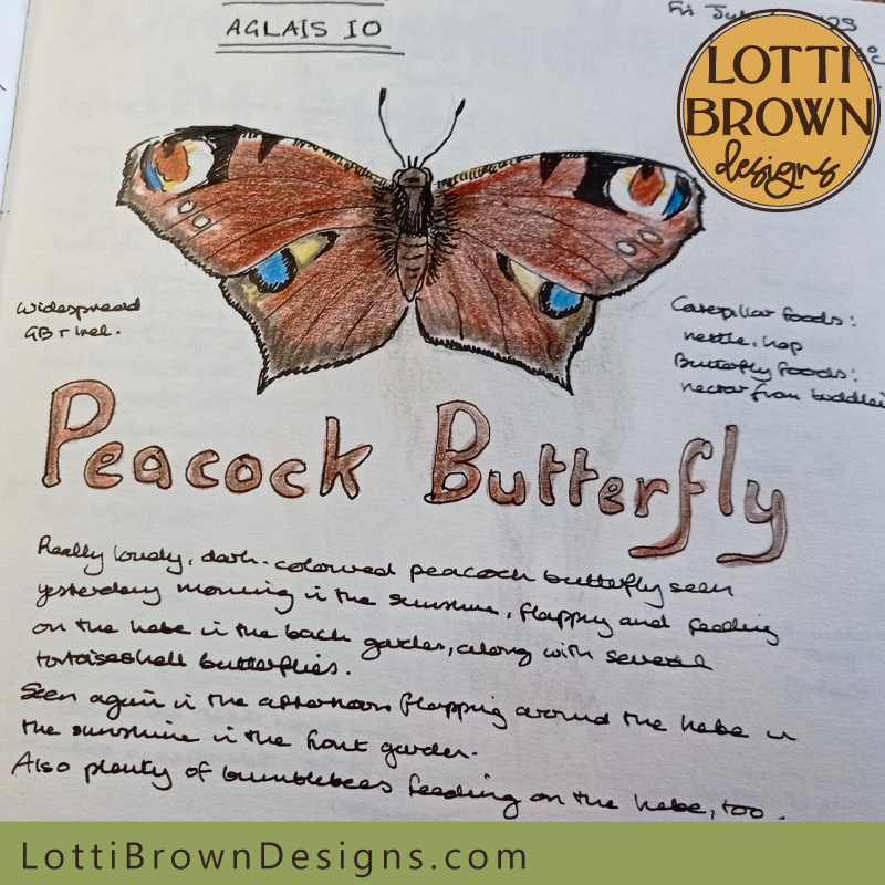 Peacock butterfly nature journal page