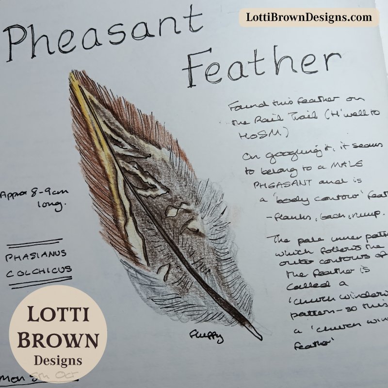Pheasant feather drawing in my nature journal