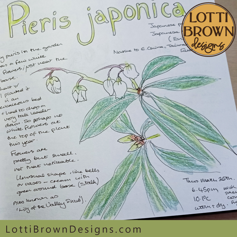 Pieris japonica nature journal page