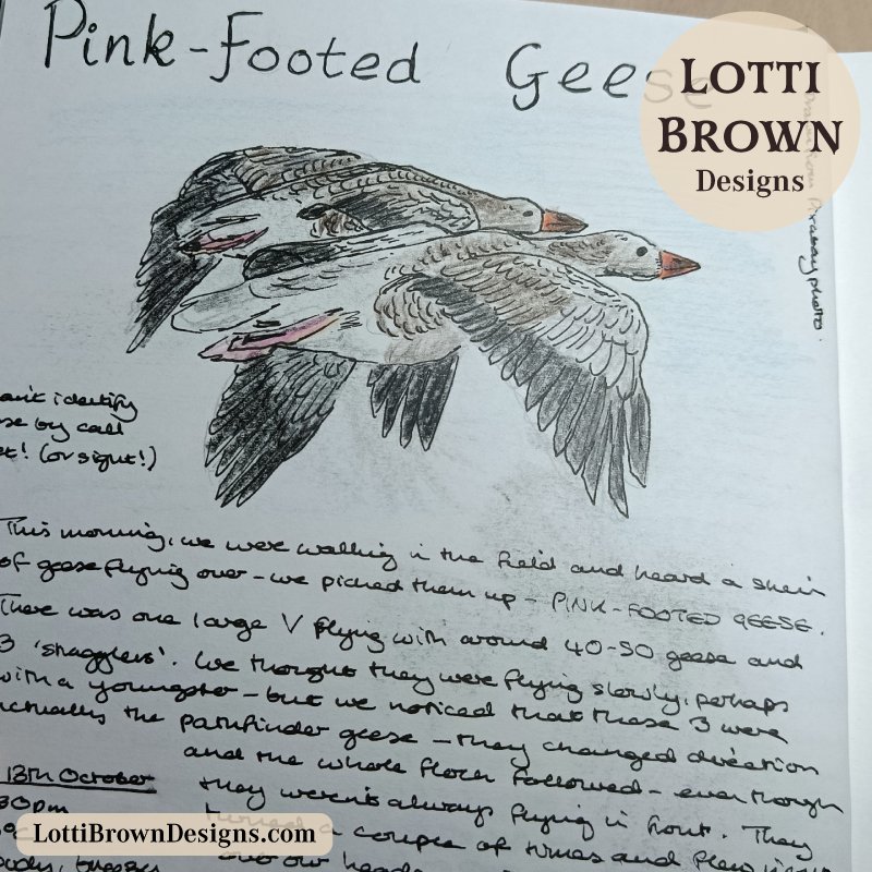 Pink-footed geese nature journal page