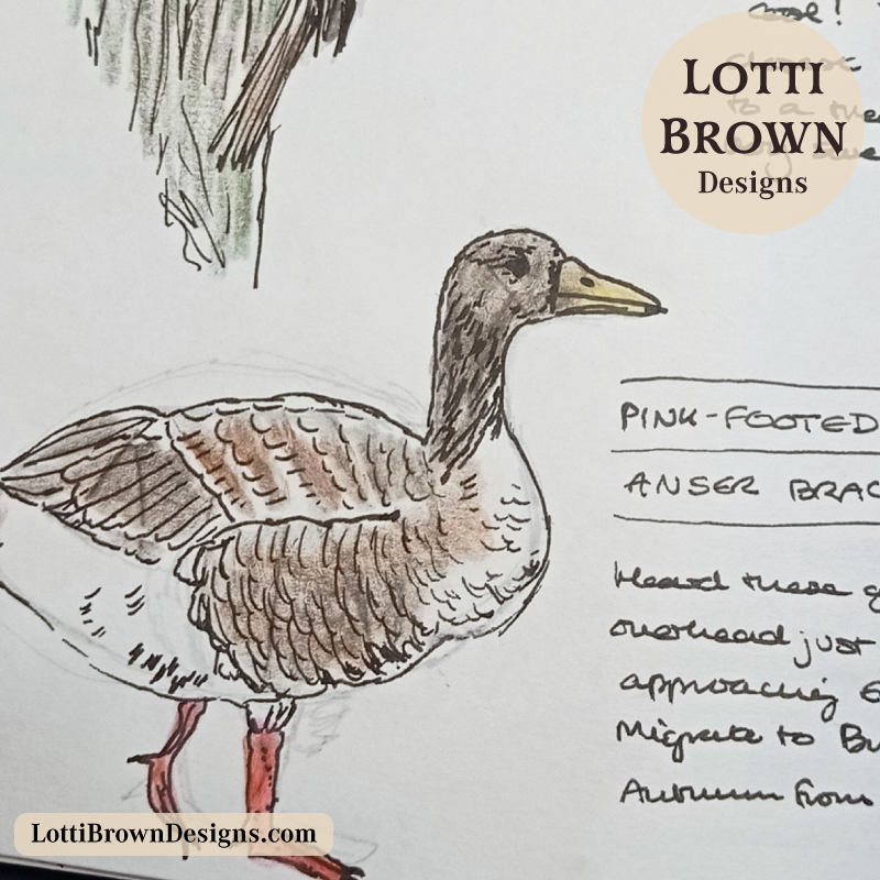 Pink-footed goose