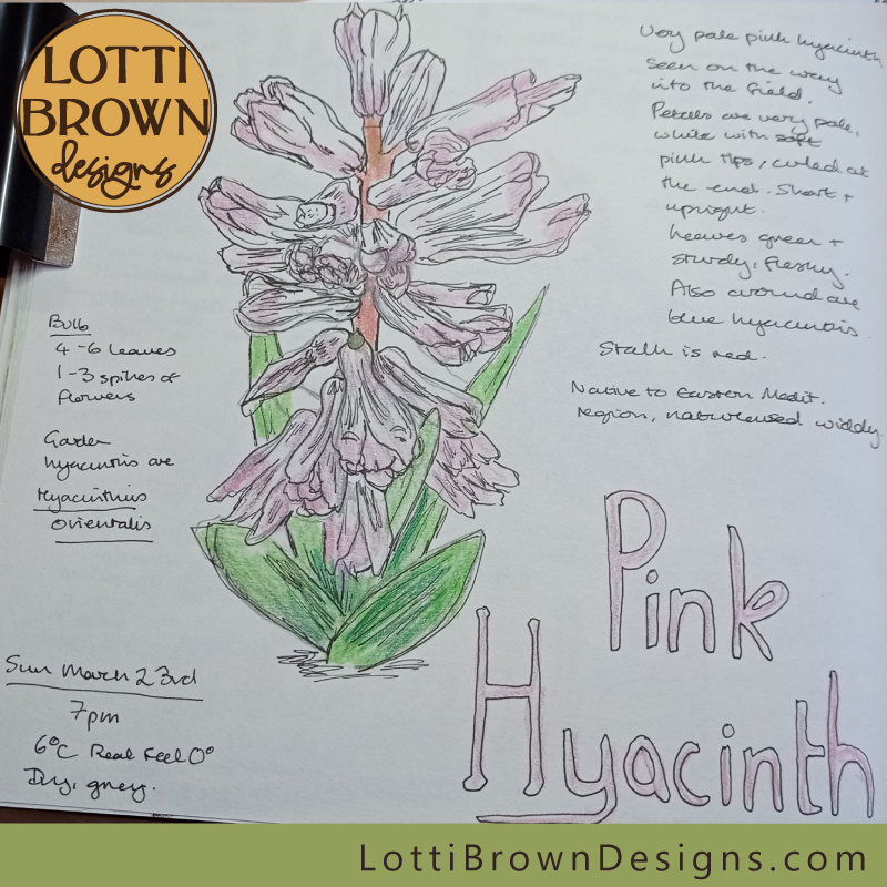 Pink hyacinth nature journal page