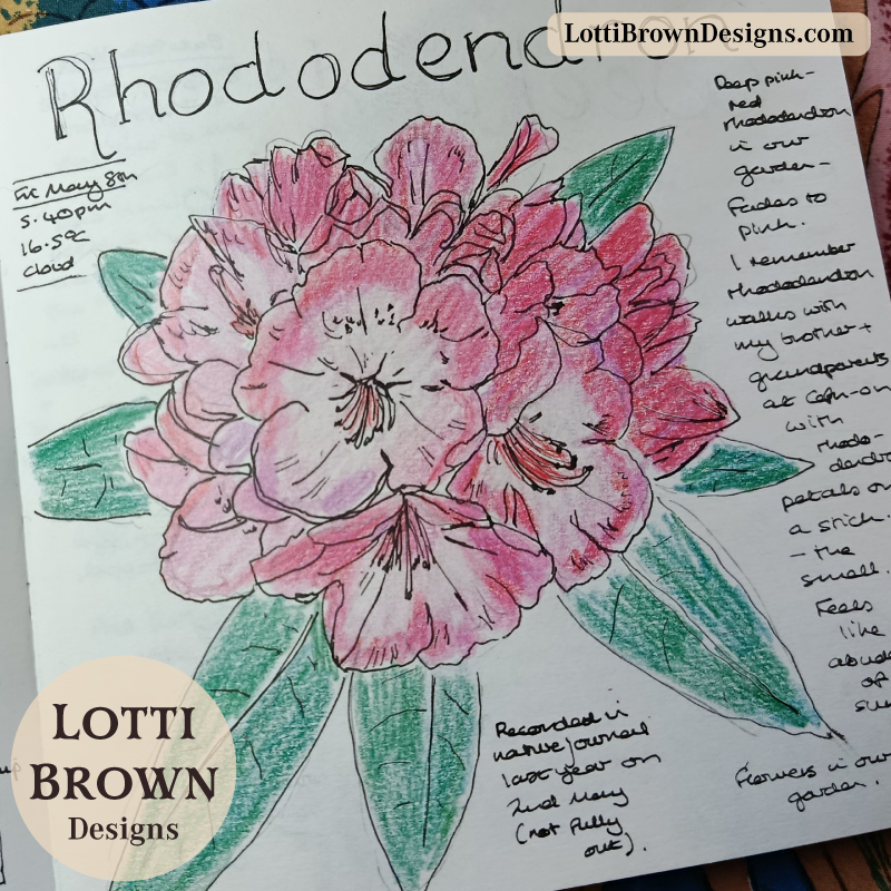 Pink rhododendron in my Spring garden - drawing