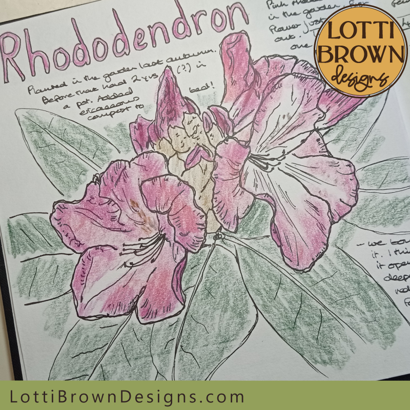 Pink rhodedendron nature journal page