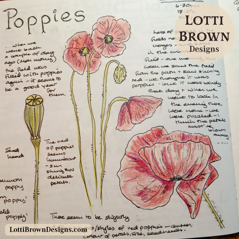 June poppies nature journal page