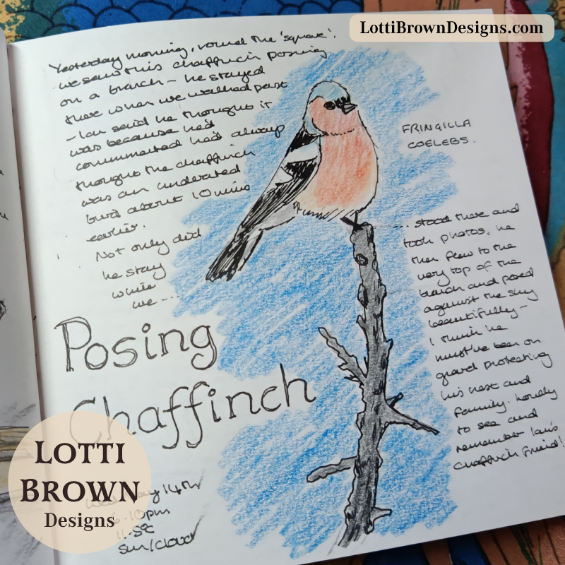 Posing chaffinch drawn in my nature journal
