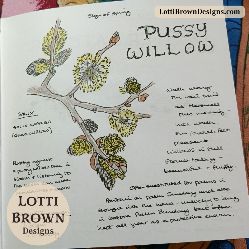 March pussy willow blooming in my nature journal