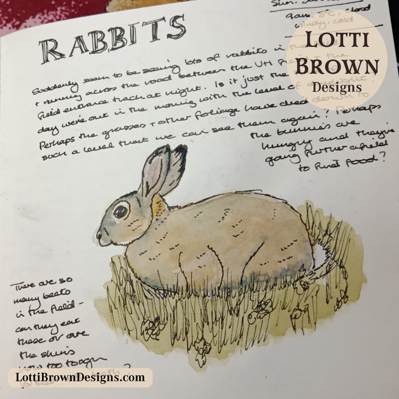 Rabbit with watercolour in my nature journal
