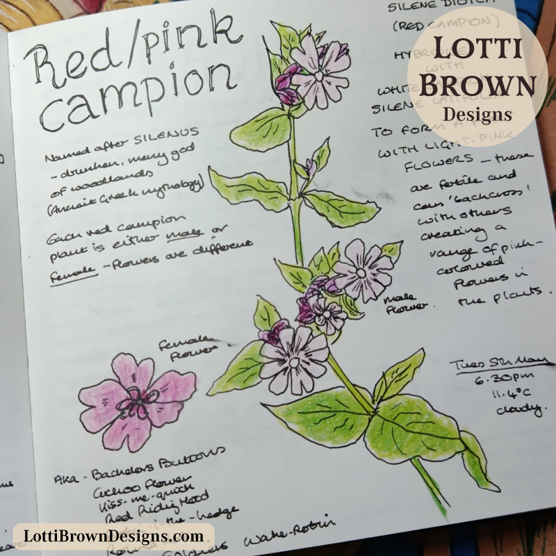 Red campion sketch in my May nature journal