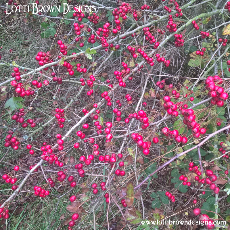 Red hawthorn berries