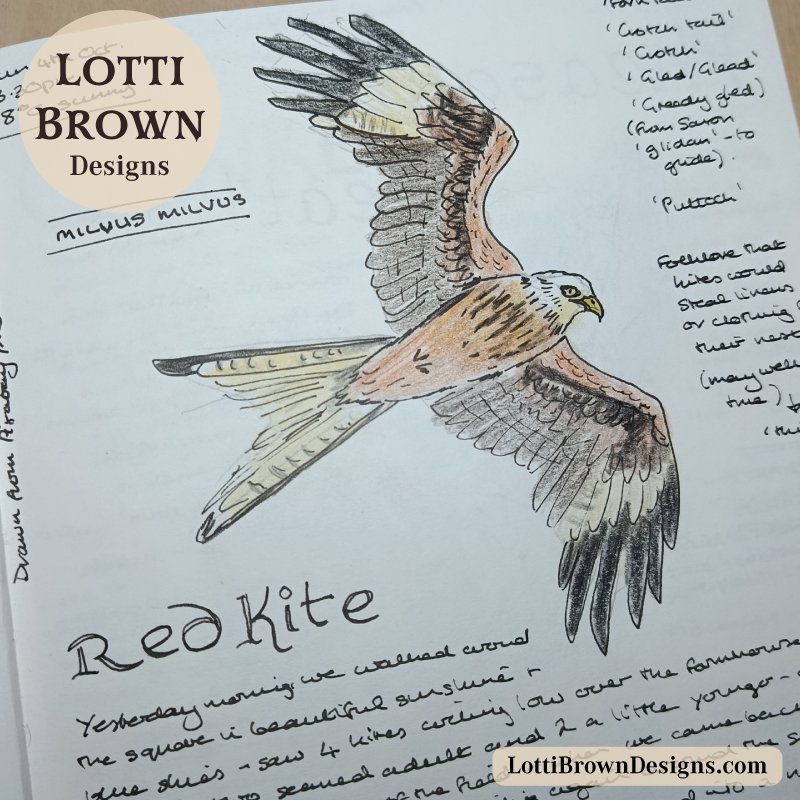 Red Kite nature journal page