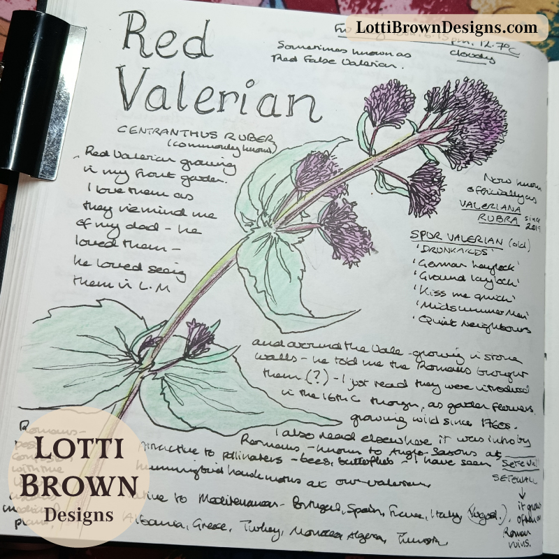 Red Valerian drawing and notes in my nature journal