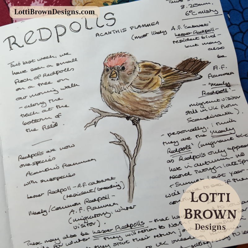 Redpolls in Yorkshire in March in my nature journal