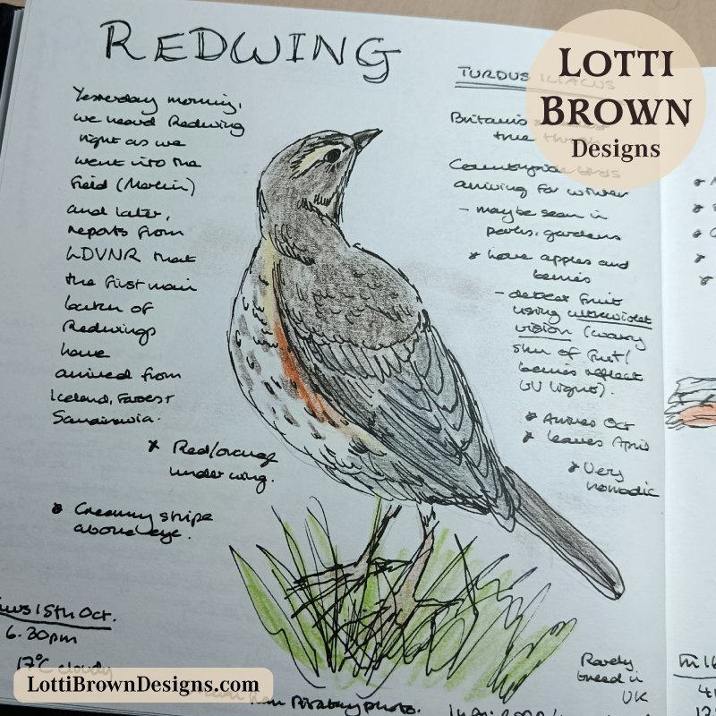 Redwing in my nature journal