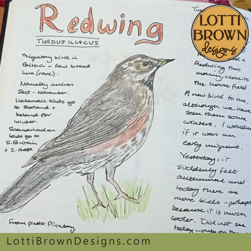 Redwing nature journal page