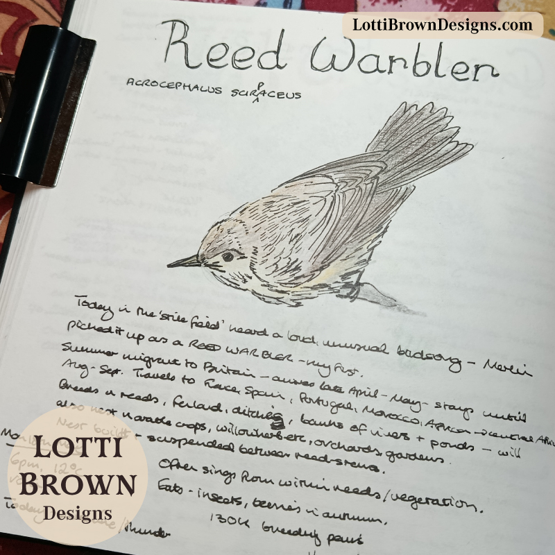 Reed warbler in my nature journal