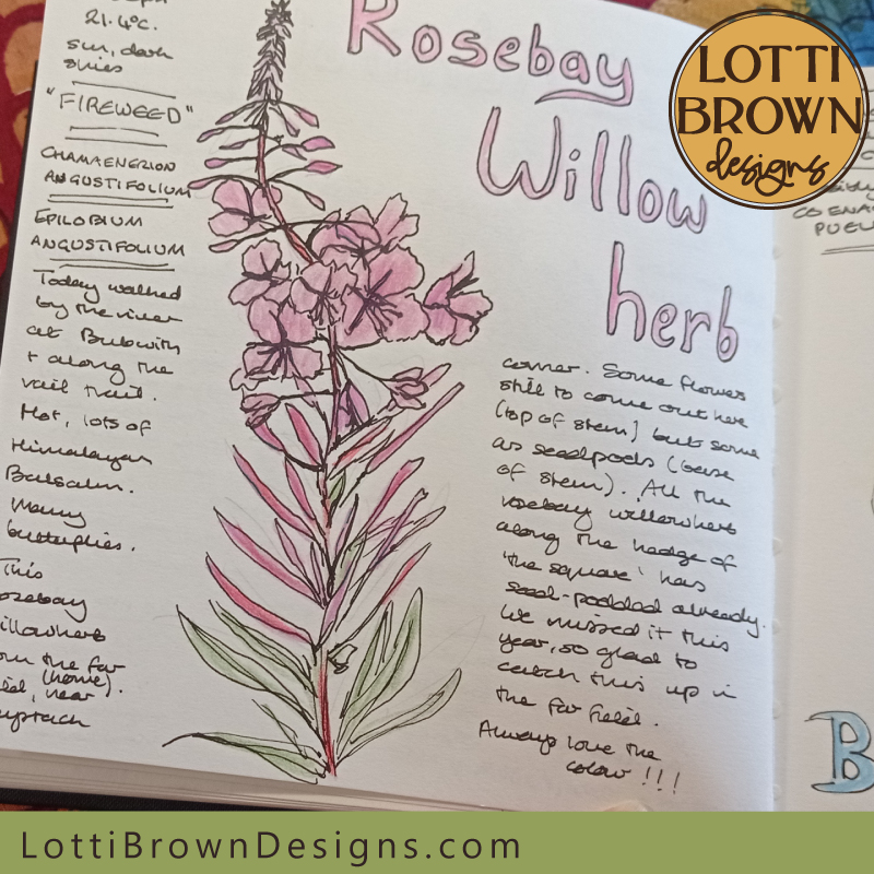 Rosebay willowherb nature journal page