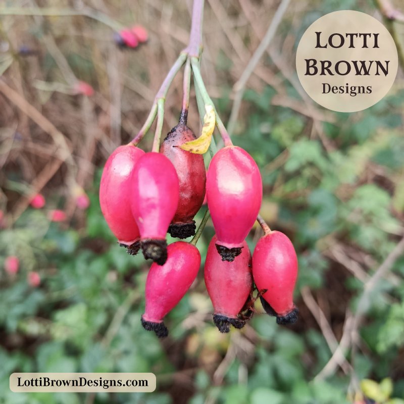 Small winter details noticed during mindful walks in nature