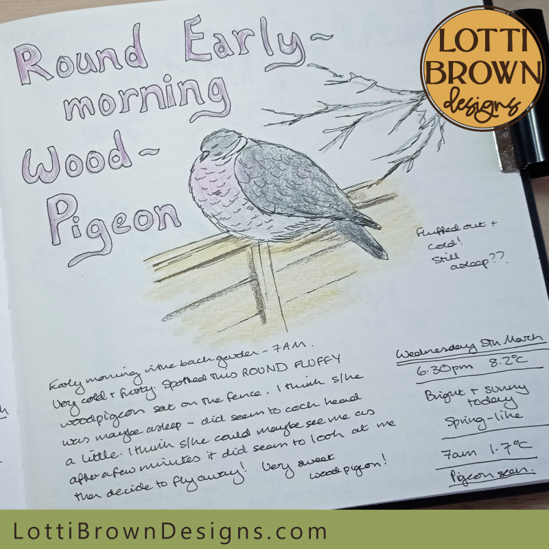 Round wood pigeon nature journal page