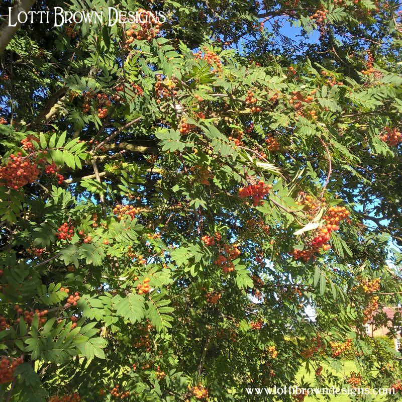 Rowan tree pic 6