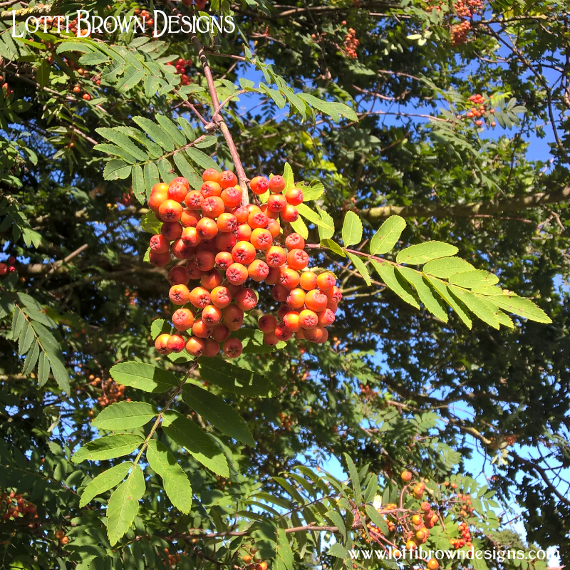 Rowan tree pic 7