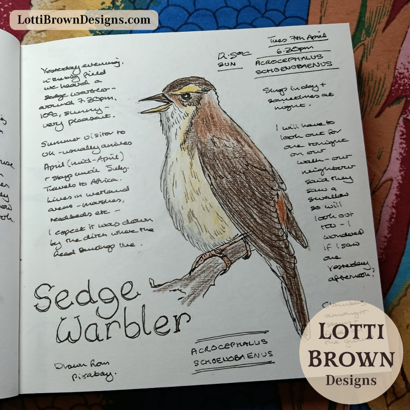 Sedge warbler in my nature journal