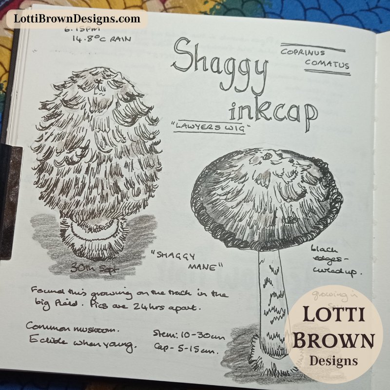 Shaggy Inkcap mushroom (Lawyer’s Wig) in field grass, inspiration for a nature journal sketch and folklore story Shaggy Inkcap mushroom (Lawyer’s Wig) in field grass, inspiration for a nature journal sketch and folklore story