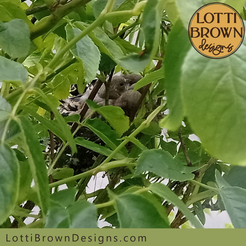 Goldfinches packed into the nest