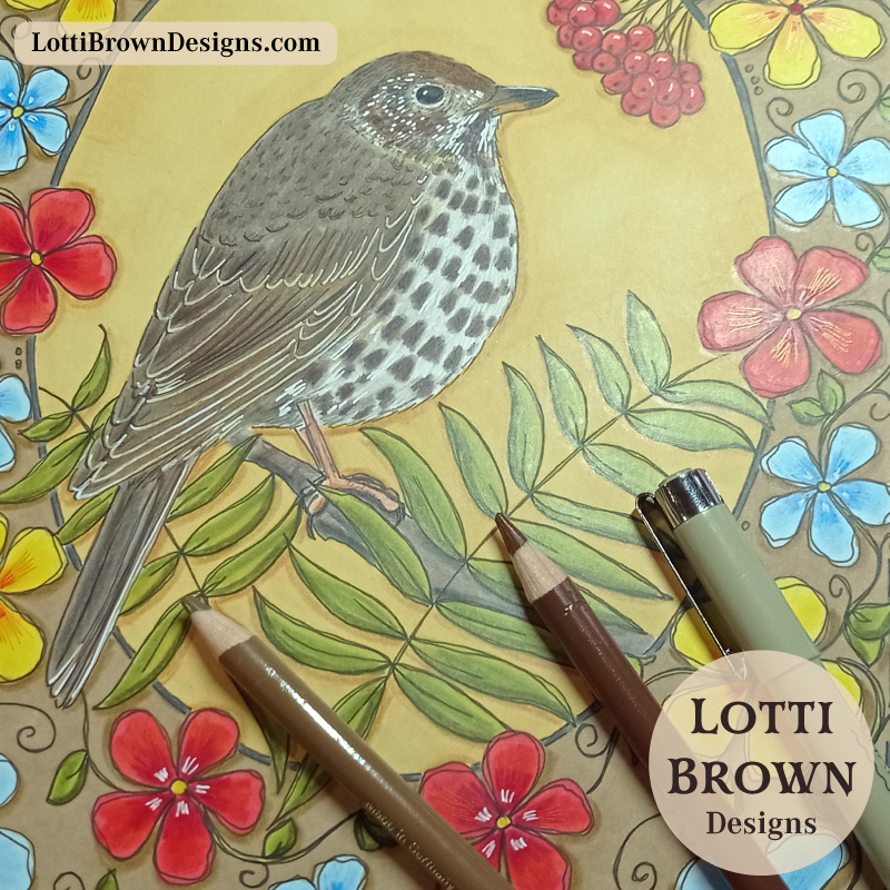 Detail of song thrush drawing in coloured pencil and pen, warm brown feathers.