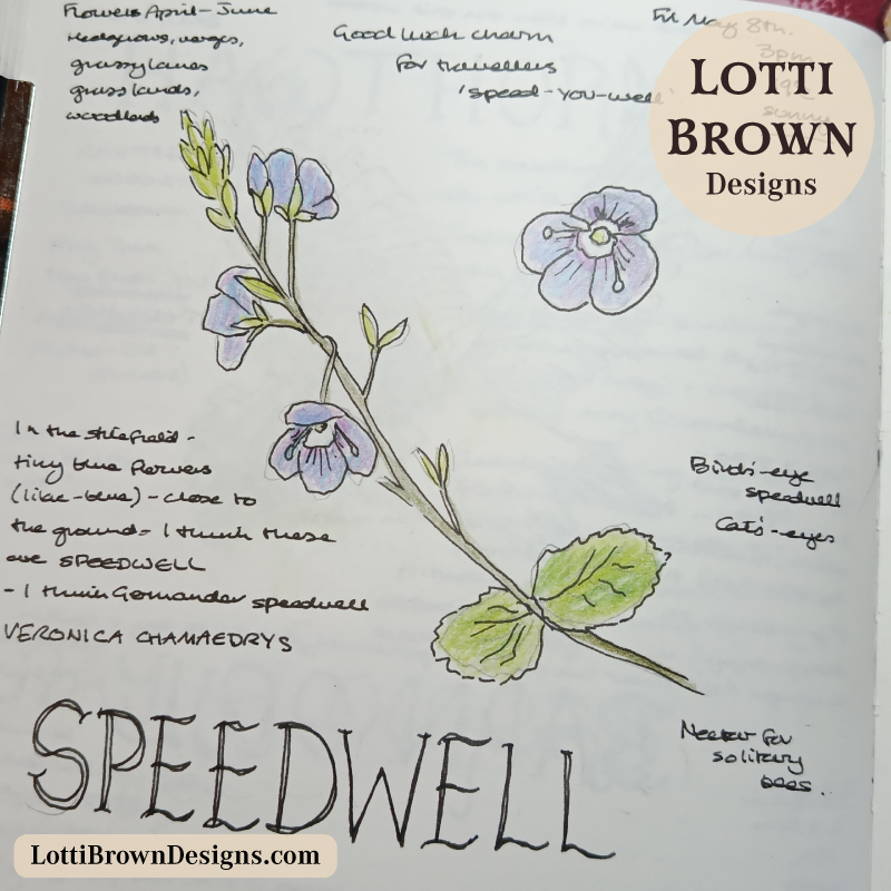 Speedwell wildflower sketch in my nature journal