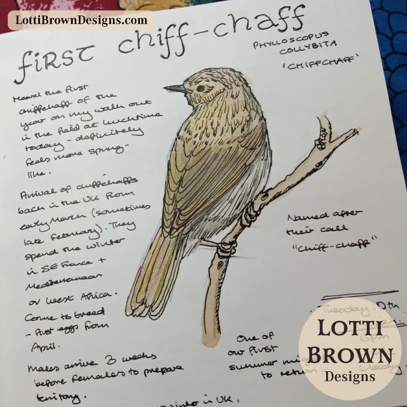 March chiffchaff arrival in the UK - nature journaling