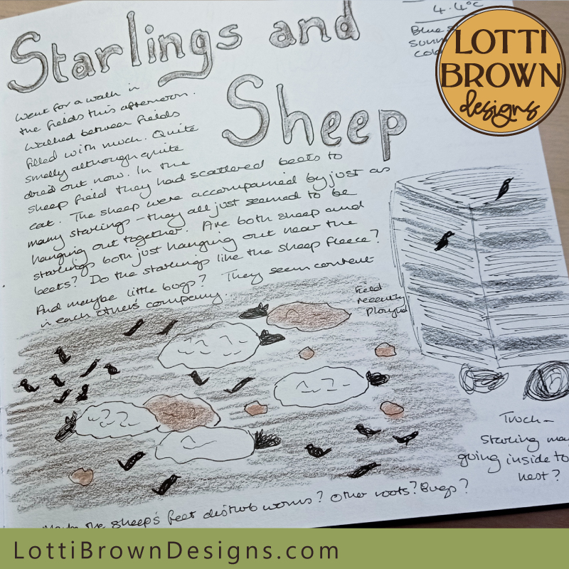 Starlings and sheep nature journal page