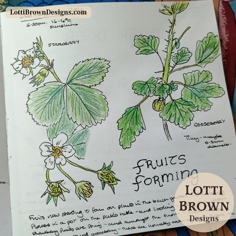 Strawberry and gooseberry fruits forming - journal sketches 