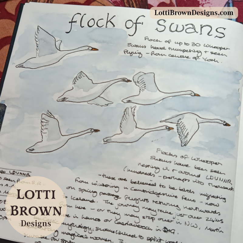 March swan migration from the UK to Iceland - Whooper swans in my nature journal
