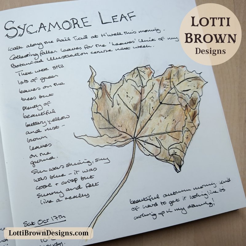 Sycamore leaf journal sketch