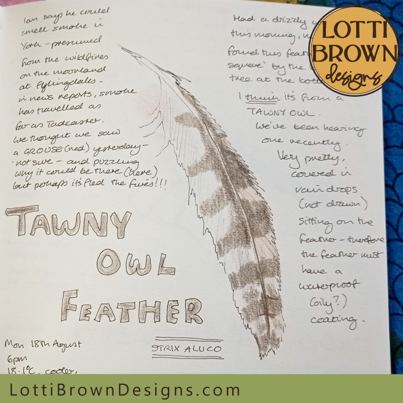 Tawny owl feather nature journal page